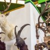 Natura Viva 2018